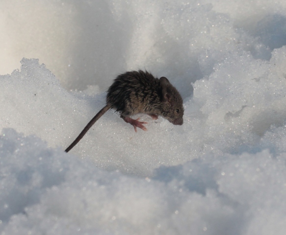 Mus musculus (AV)